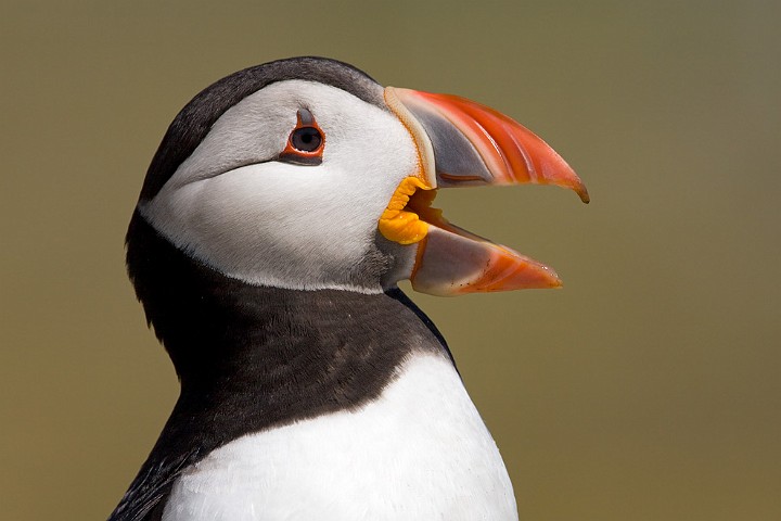 Papageitaucher Fratercula arctica Atlantic Puffin